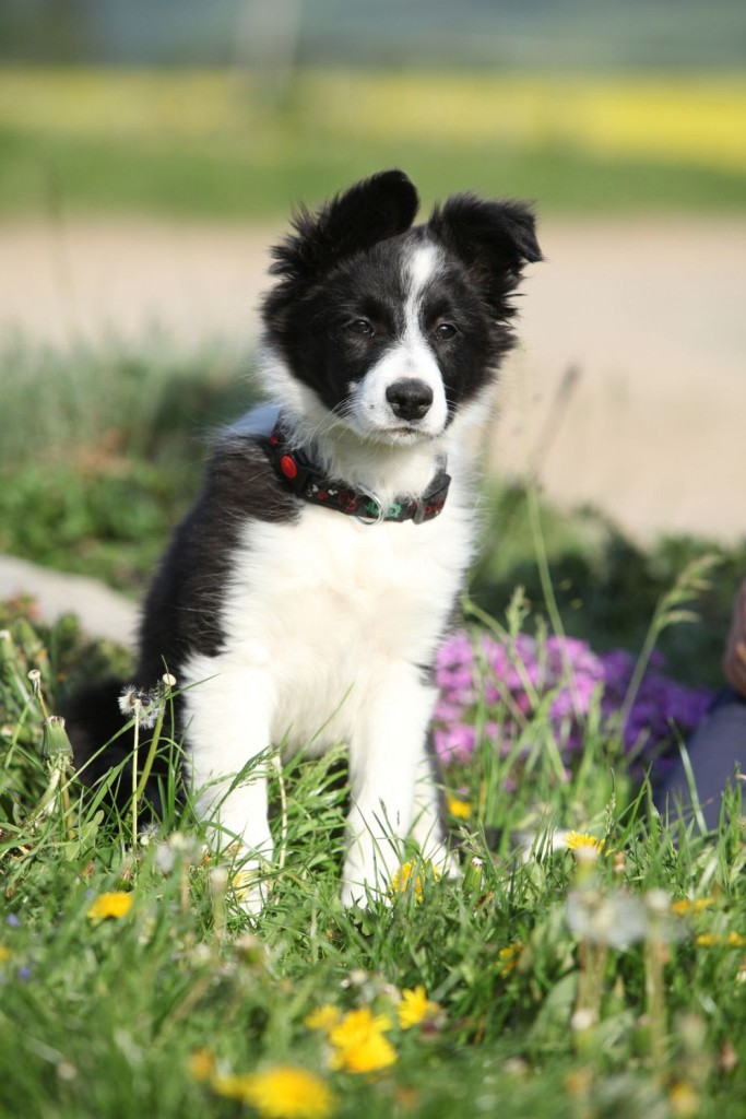 Unterschied Border Collie Rüde und Hündin