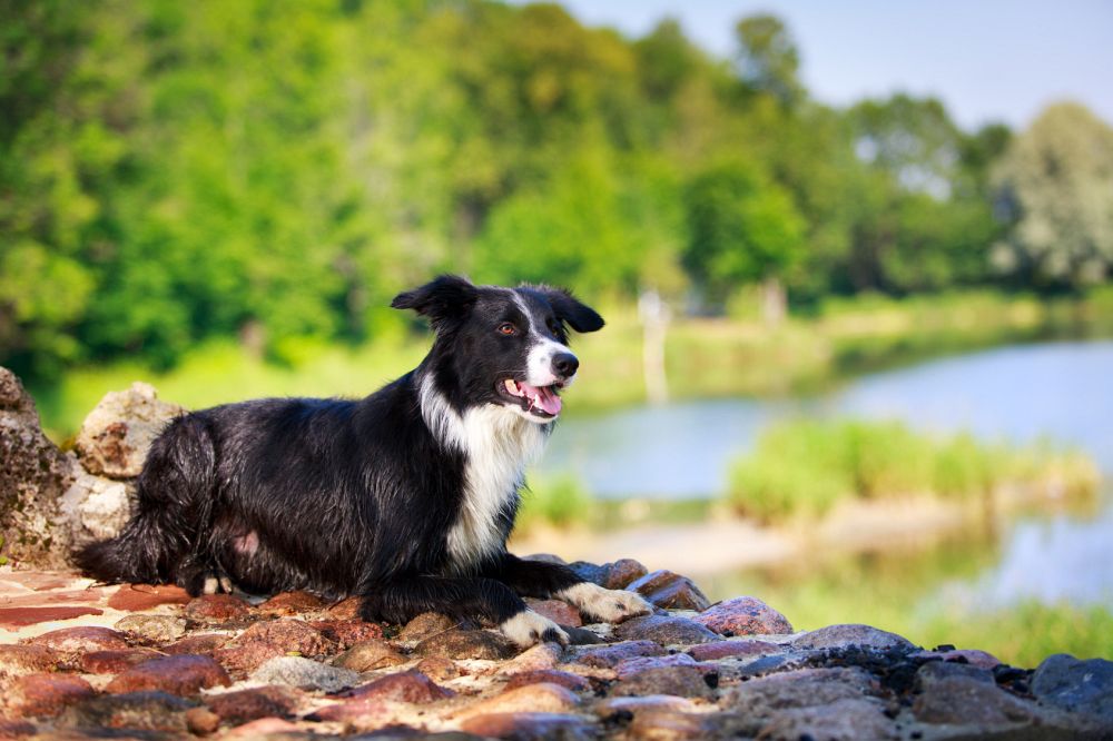 Lebensspanne Border Collie: Wie alt wird mein Hund?