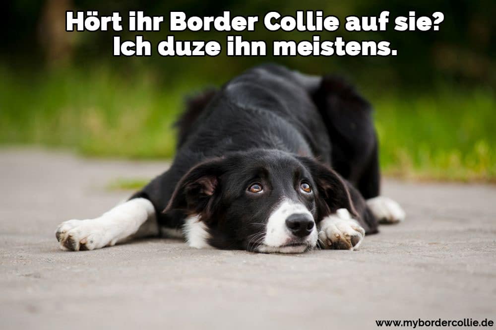 Ein Border Collie auf dem Boden liegend
