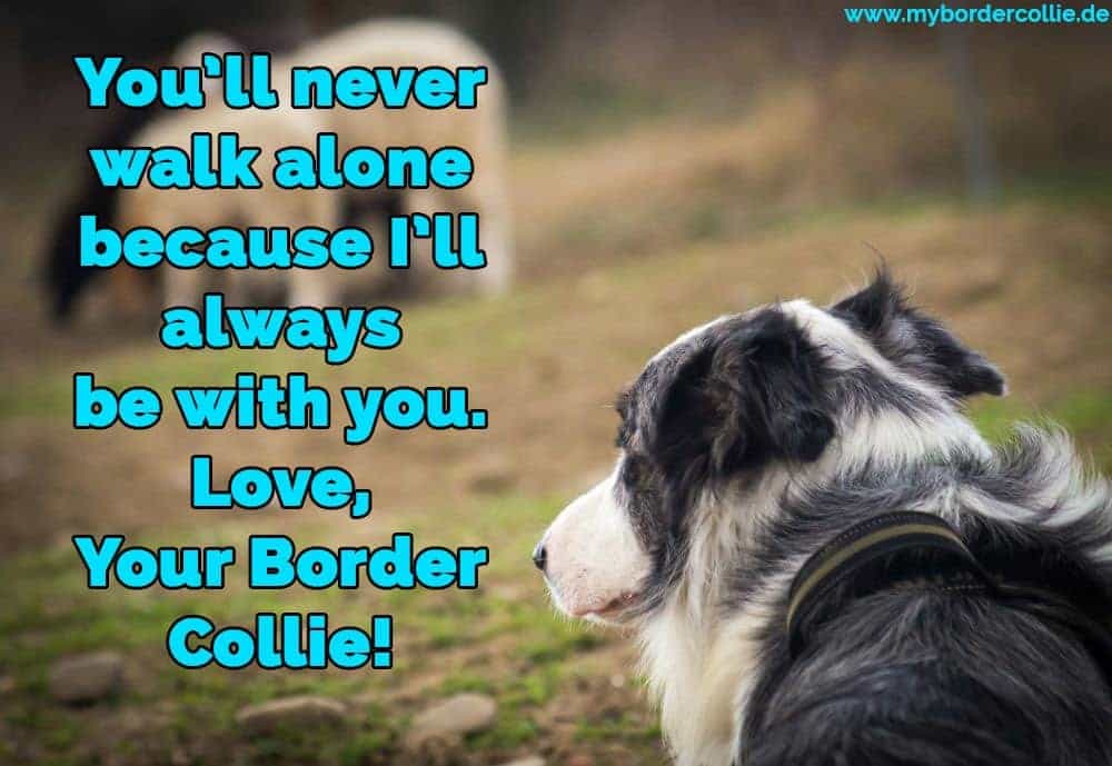 Ein Border Collie traurig