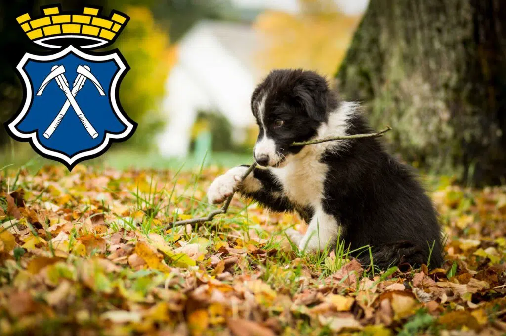 Border Collie Züchter mit Welpen Bad Homburg vor der Höhe, Hessen