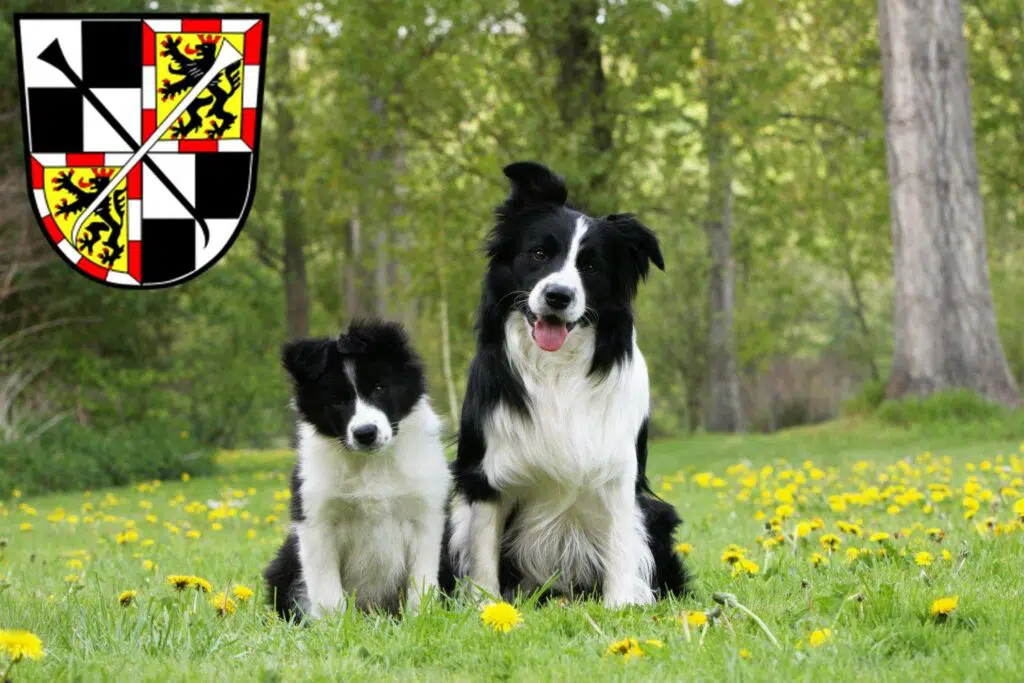 Border Collie Züchter mit Welpen Bayreuth, Bayern