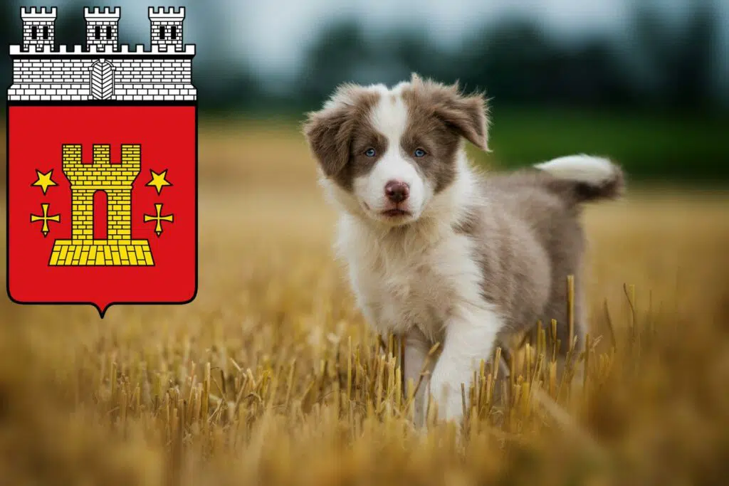 Border Collie Züchter mit Welpen Bitburg, Rheinland-Pfalz