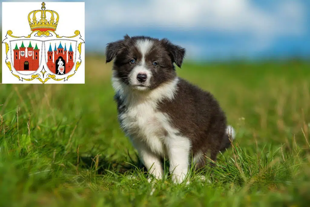 Border Collie Züchter mit Welpen Brandenburg an der Havel, Brandenburg