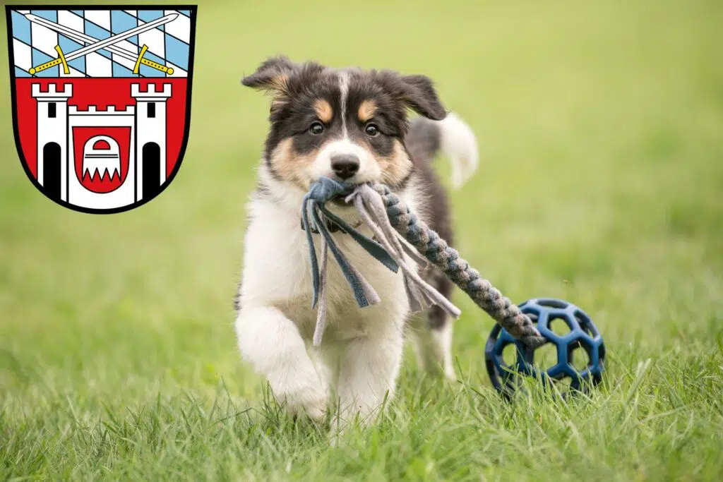 Border Collie Züchter mit Welpen Cham (Oberpfalz), Bayern