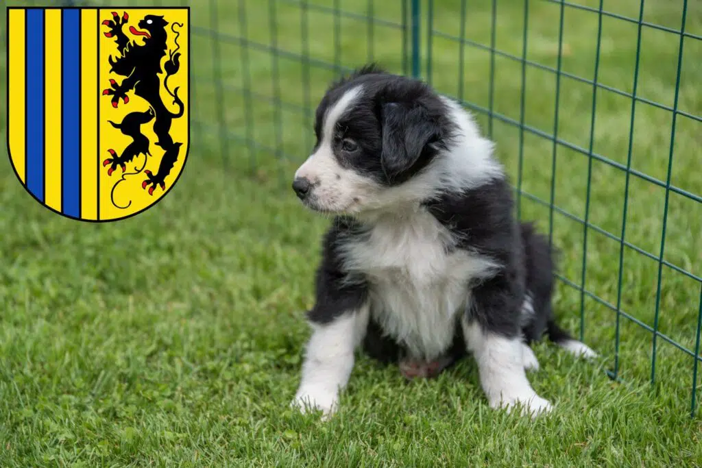 Border Collie Züchter mit Welpen Chemnitz, Sachsen