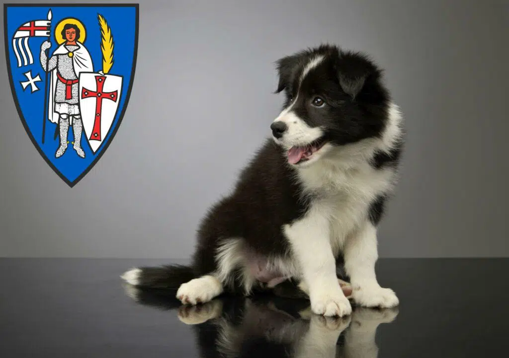 Border Collie Züchter mit Welpen Eisenach, Thüringen