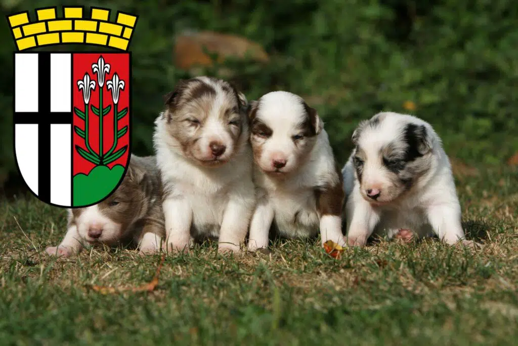 Border Collie Züchter mit Welpen Fulda, Hessen