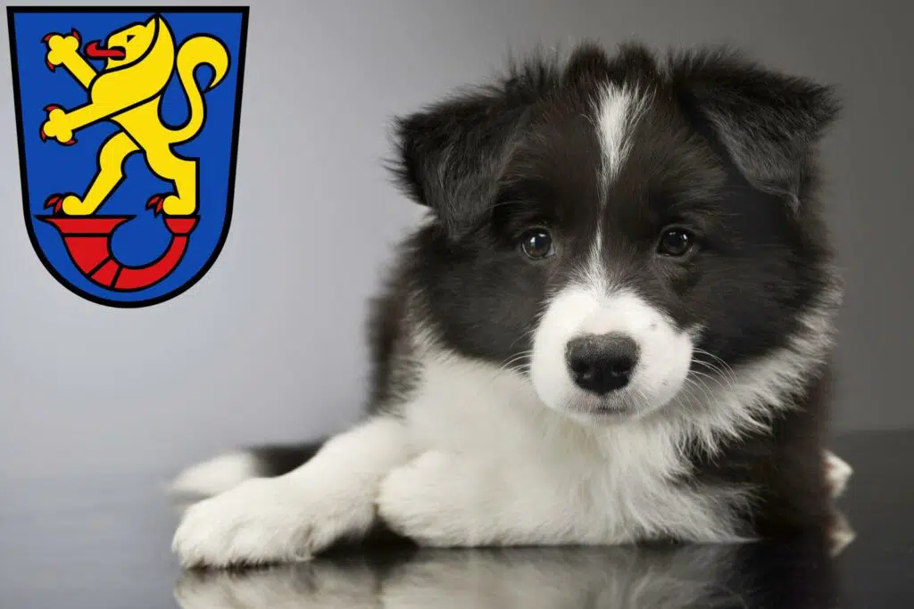 Border Collie Züchter mit Welpen Gifhorn, Niedersachsen