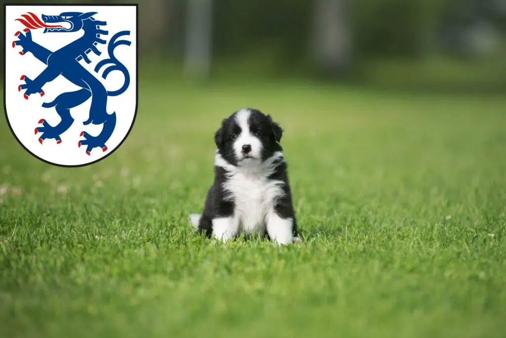 Border Collie Züchter mit Welpen Ingolstadt, Bayern