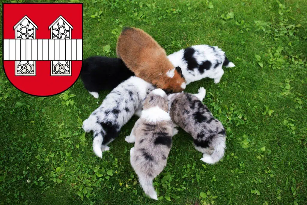 Border Collie Züchter mit Welpen Innsbruck, Österreich