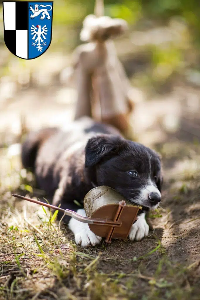 Border Collie Züchter mit Welpen Kulmbach, Bayern