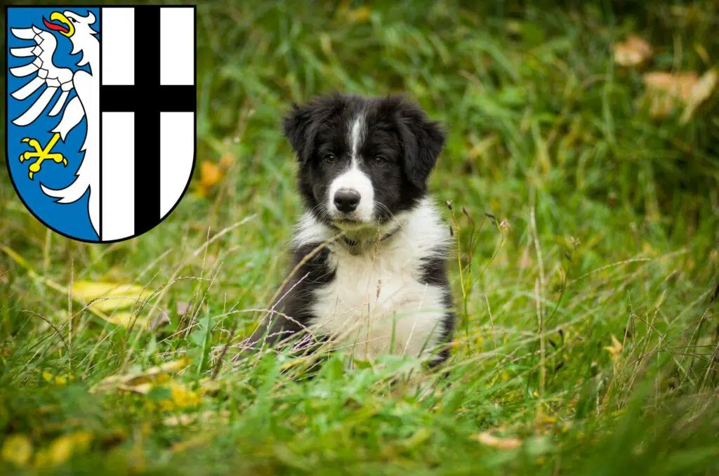 Border Collie Züchter mit Welpen Meschede, Nordrhein-Westfalen