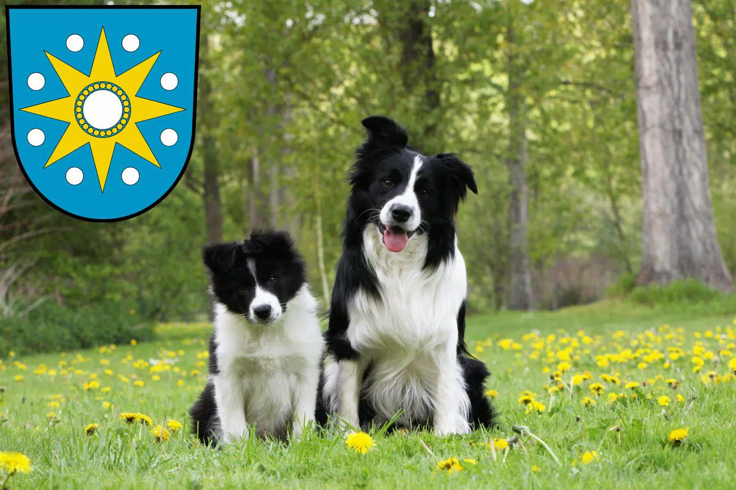 Border Collie Züchter mit Welpen Perleberg, Brandenburg