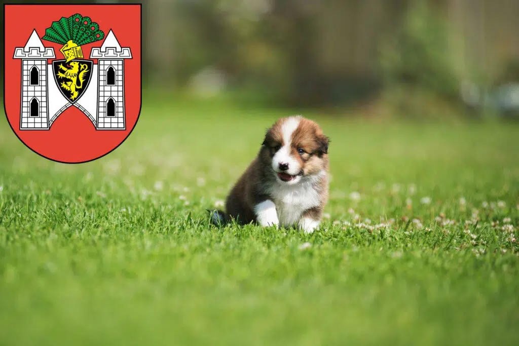 Border Collie Züchter mit Welpen Plauen, Sachsen