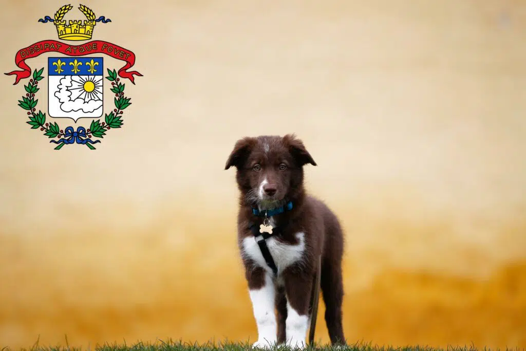 Border Collie Züchter mit Welpen Saarlouis, Saarland