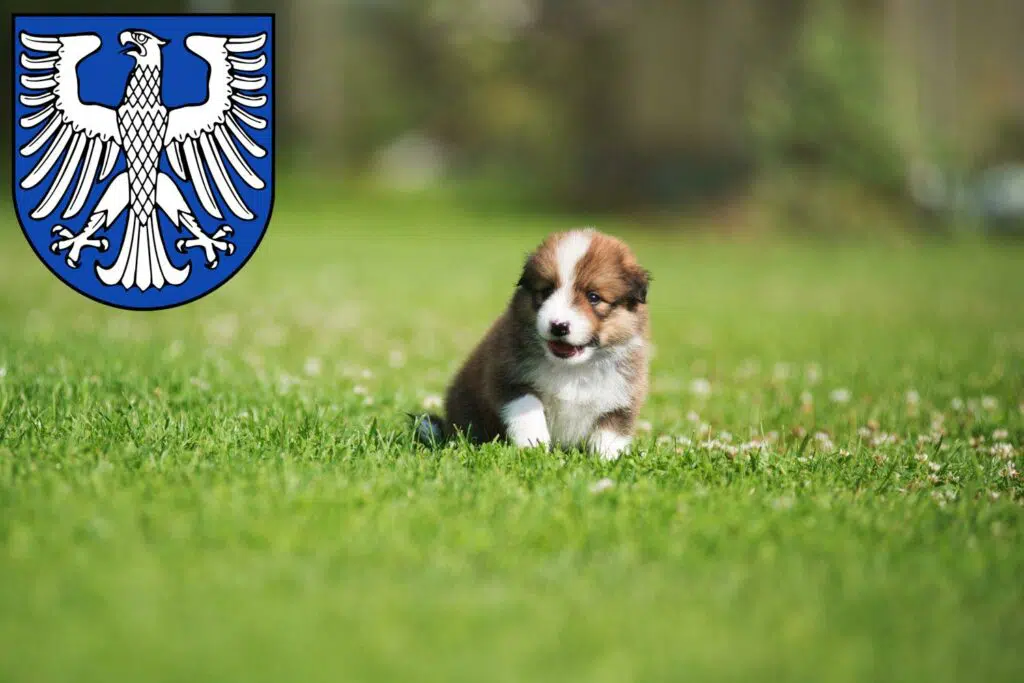 Border Collie Züchter mit Welpen Schweinfurt, Bayern