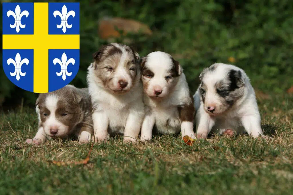Border Collie Züchter mit Welpen St. Wendel, Saarland