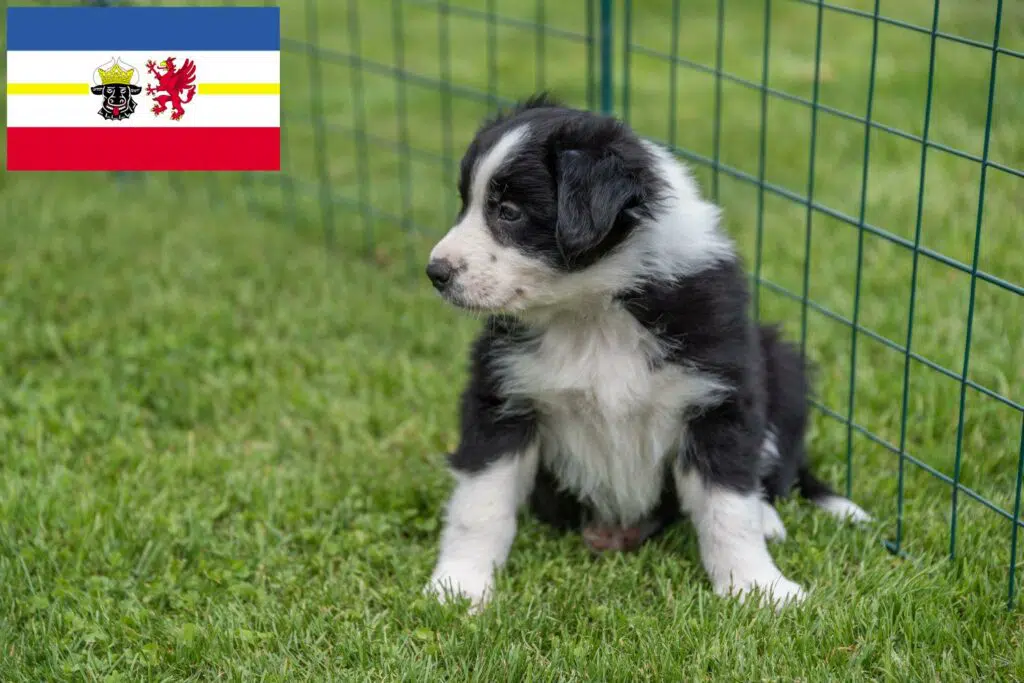 Border Collie Züchter mit Welpen Mecklenburg-Vorpommern