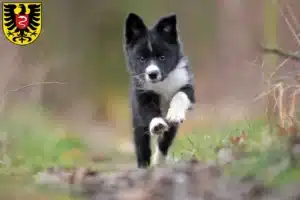 Mehr über den Artikel erfahren Border Collie Züchter und Welpen in Aalen