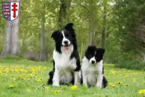 Mehr über den Artikel erfahren Border Collie Züchter und Welpen in Bad Hersfeld