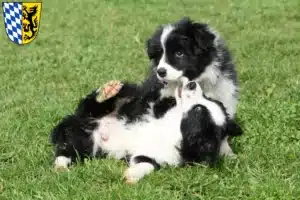 Mehr über den Artikel erfahren Border Collie Züchter und Welpen in Bad Reichenhall