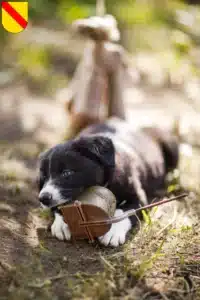 Mehr über den Artikel erfahren Border Collie Züchter und Welpen in Baden