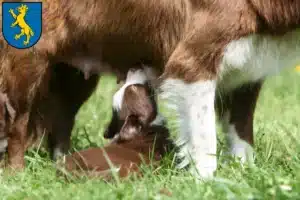 Mehr über den Artikel erfahren Border Collie Züchter und Welpen in Biberach an der Riß