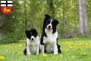 Mehr über den Artikel erfahren Border Collie Züchter und Welpen in Bonn