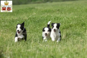 Mehr über den Artikel erfahren Border Collie Züchter und Welpen in Brandenburg an der Havel