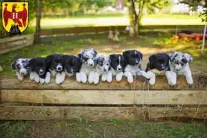 Mehr über den Artikel erfahren Border Collie Züchter und Welpen im Burgenland