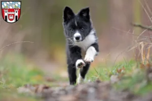 Mehr über den Artikel erfahren Border Collie Züchter und Welpen in Cham (Oberpfalz)