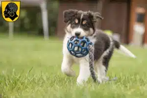 Mehr über den Artikel erfahren Border Collie Züchter und Welpen in Coburg