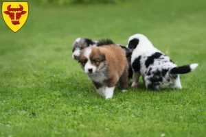 Mehr über den Artikel erfahren Border Collie Züchter und Welpen in Coesfeld