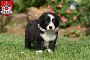 Mehr über den Artikel erfahren Border Collie Züchter und Welpen in Detmold