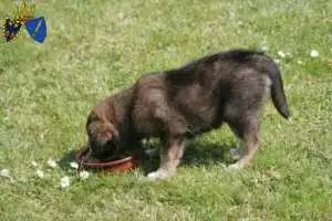 Mehr über den Artikel erfahren Border Collie Züchter und Welpen in Essen