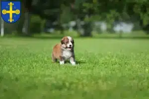 Mehr über den Artikel erfahren Border Collie Züchter und Welpen in Eutin