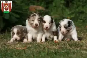 Mehr über den Artikel erfahren Border Collie Züchter und Welpen in Frankfurt (Oder)