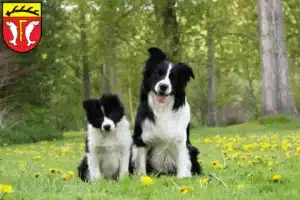 Mehr über den Artikel erfahren Border Collie Züchter und Welpen in Freudenstadt