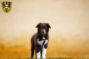 Mehr über den Artikel erfahren Border Collie Züchter und Welpen in Gelnhausen