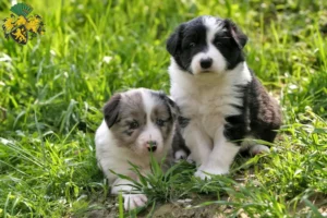 Mehr über den Artikel erfahren Border Collie Züchter und Welpen in Gera