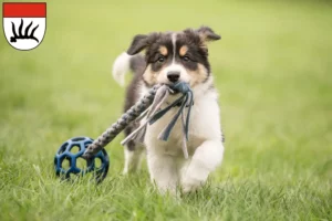 Mehr über den Artikel erfahren Border Collie Züchter und Welpen in Göppingen