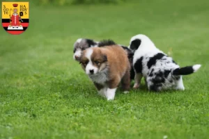 Mehr über den Artikel erfahren Border Collie Züchter und Welpen in Gotha