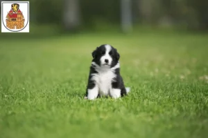 Mehr über den Artikel erfahren Border Collie Züchter und Welpen in Greiz