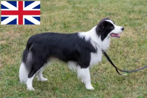 Mehr über den Artikel erfahren Border Collie Züchter und Welpen in Großbritannien