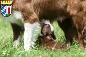 Mehr über den Artikel erfahren Border Collie Züchter und Welpen in Günzburg