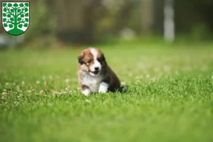 Mehr über den Artikel erfahren Border Collie Züchter und Welpen in Homburg