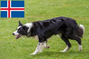 Mehr über den Artikel erfahren Border Collie Züchter und Welpen auf Island