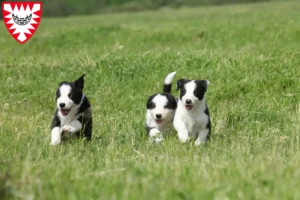 Mehr über den Artikel erfahren Border Collie Züchter und Welpen in Kiel