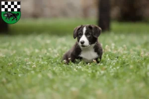 Mehr über den Artikel erfahren Border Collie Züchter und Welpen in Kirchheimbolanden